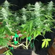 Seedman seeds northern lights auto