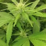 +speed auto 7 new ones, 7 older stunted