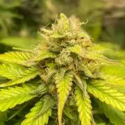 Seedman seeds northern lights auto