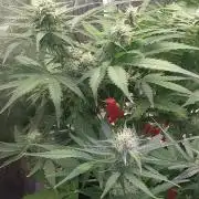 +speed auto 7 new ones, 7 older stunted