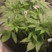 Stunted 7 and another 7 new ones