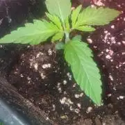 Seedman seeds northern lights auto