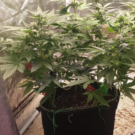 +speed auto 7 new ones, 7 older stunted