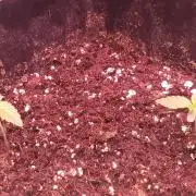 Seedman seeds northern lights auto