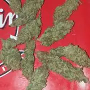 Seedman seeds northern lights auto