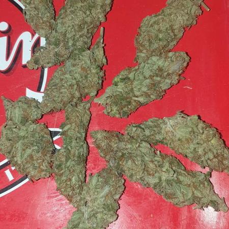 Seedman seeds northern lights auto