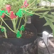 +speed auto 7 new ones, 7 older stunted