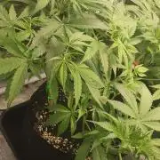 Stunted 7 and another 7 new ones