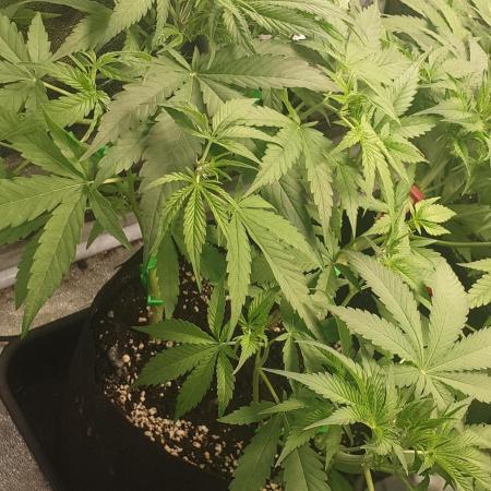 Stunted 7 and another 7 new ones