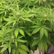 Seedman seeds northern lights auto