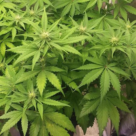 Seedman seeds northern lights auto