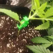 Seedman seeds northern lights auto