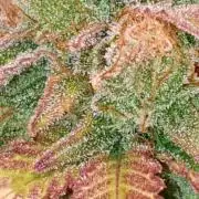 Seedman seeds northern lights auto