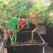 Seedman seeds northern lights auto