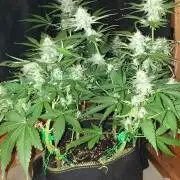 +speed auto 7 new ones, 7 older stunted