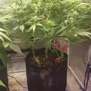 +speed auto 7 new ones, 7 older stunted