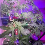 Seedman seeds northern lights auto