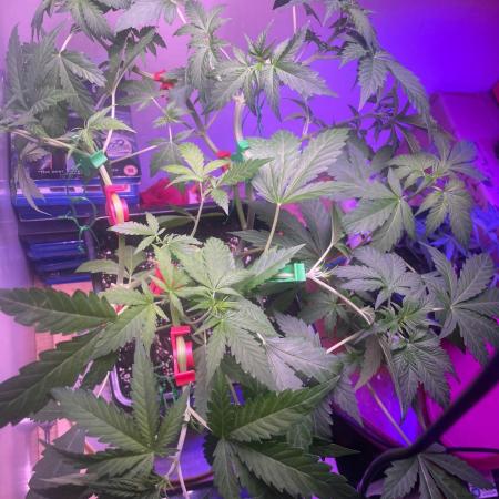 Seedman seeds northern lights auto