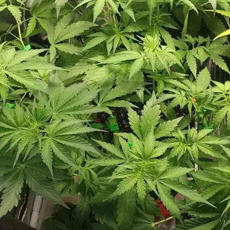 Seedman seeds northern lights auto