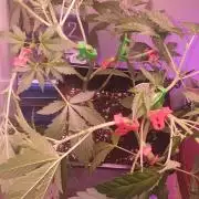 Seedman seeds northern lights auto