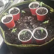 Stunted 7 and another 7 new ones