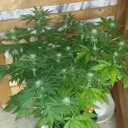 Seedman seeds northern lights auto