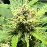 +speed auto 7 new ones, 7 older stunted