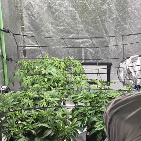 Strawberry Banana & GG4 X ZKITTLEZ