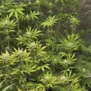 Strawberry Banana & GG4 X ZKITTLEZ