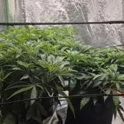 Strawberry Banana & GG4 X ZKITTLEZ