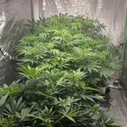 Strawberry Banana & GG4 X ZKITTLEZ