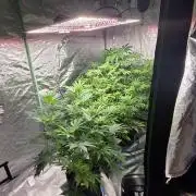 Strawberry Banana & GG4 X ZKITTLEZ