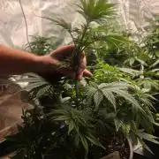 Silver Nevil Jones & Enfield GreenStreet