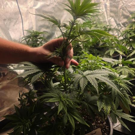 Silver Nevil Jones & Enfield GreenStreet