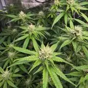 Savoury Fuel Zkittlez