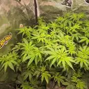 Savoury Fuel Zkittlez