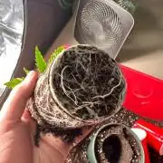 Silver Nevil Jones & Enfield GreenStreet