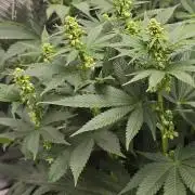 Silver Nevil Jones & Enfield GreenStreet