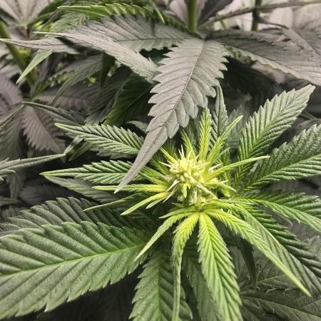 Silver Nevil Jones & Enfield GreenStreet