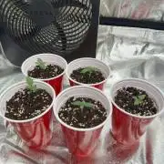 Silver Nevil Jones & Enfield GreenStreet