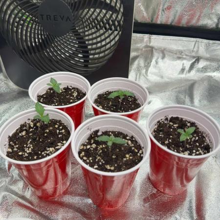 Silver Nevil Jones & Enfield GreenStreet