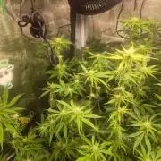 Savoury Fuel Zkittlez