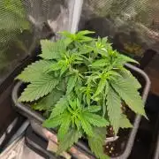 Savoury Fuel Zkittlez