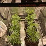 Clone run