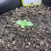 Only water on my wedding