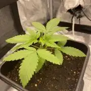 Living soil