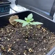 Ice Tower | Living Soil
