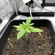 Living soil