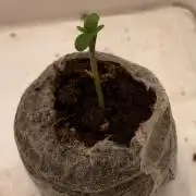 Only water on my wedding