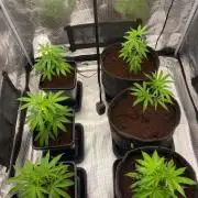 Clone run